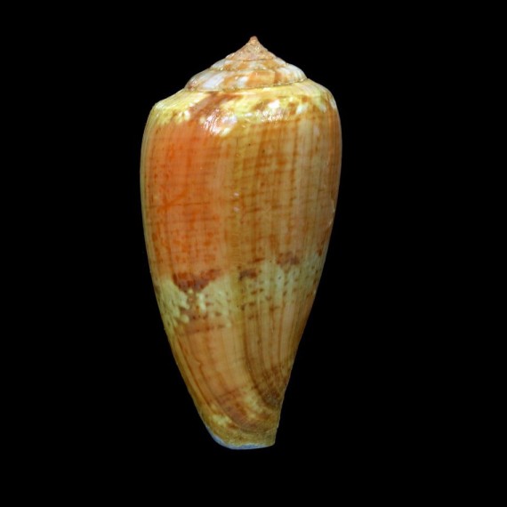 tinianus aurora 59,2mm