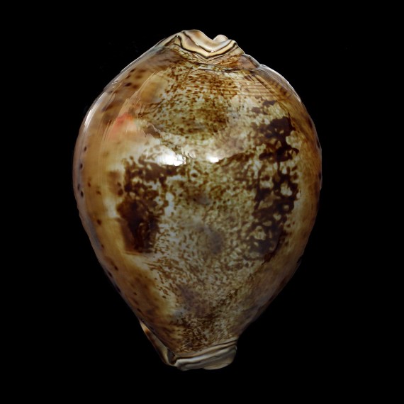 valentia 88,5mm