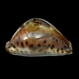valentia 88,5mm