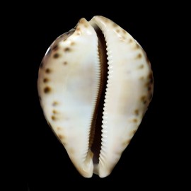 valentia 88,5mm