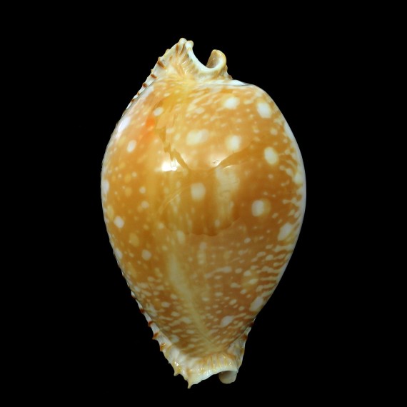guttata 69,1mm BIG