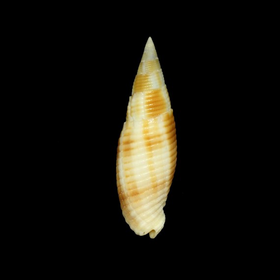 rubiginosa