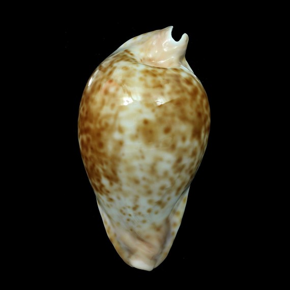 hesitata 96,8mm
