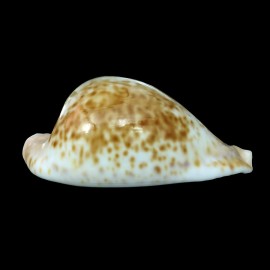 hesitata 96,8mm