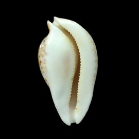 hesitata 96,8mm