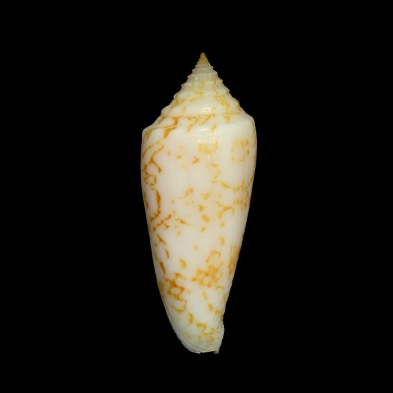 lienardi