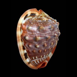 rufa 80,1mm DWARF
