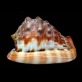 rufa 80,1mm DWARF