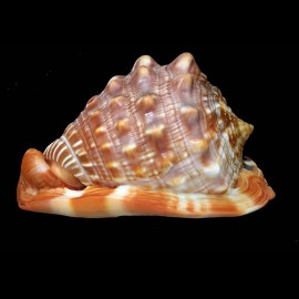 rufa 80,1mm DWARF