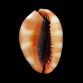 rufa 80,1mm DWARF