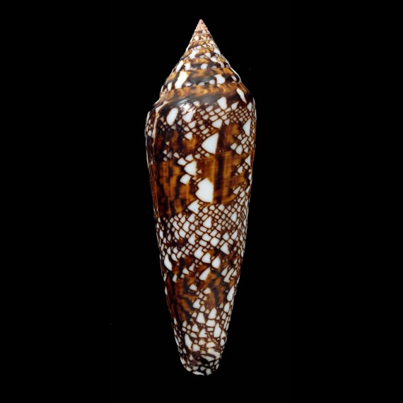 bengalensis 99,5mm INDONESIA