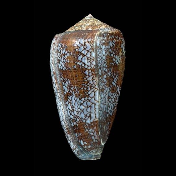 pennaceus tsara 62,2mm BIG