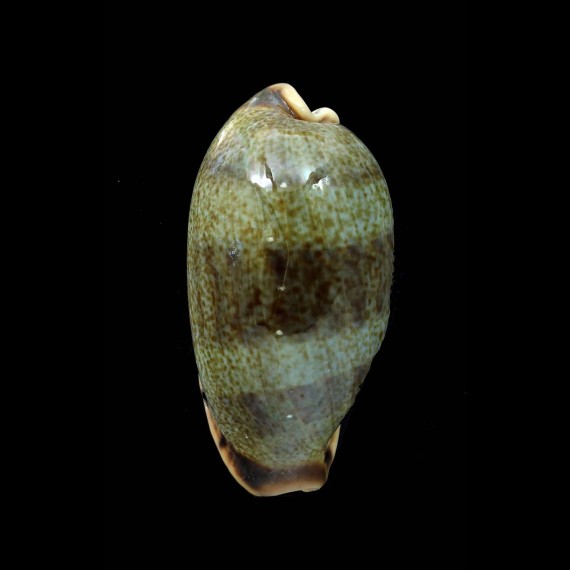 caurica elongata 62,0mm BIG
