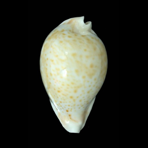hesitata 105,2mm
