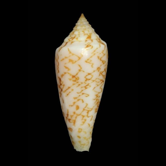 lienardi