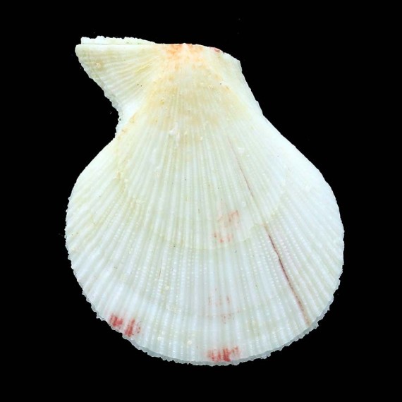 sentis 45mm ALBINO