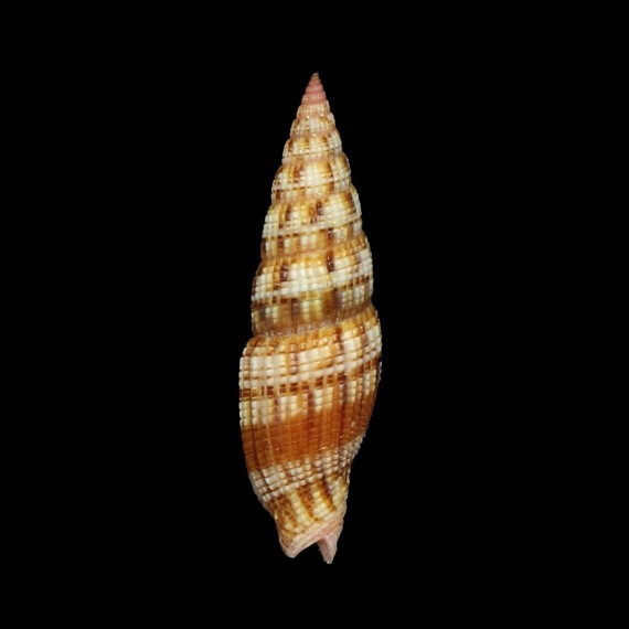 acupictum