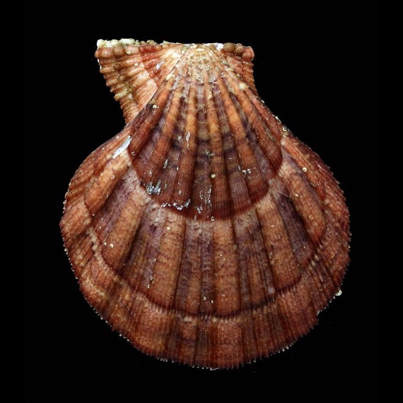 pesfelis 75,5mm BIG DARK