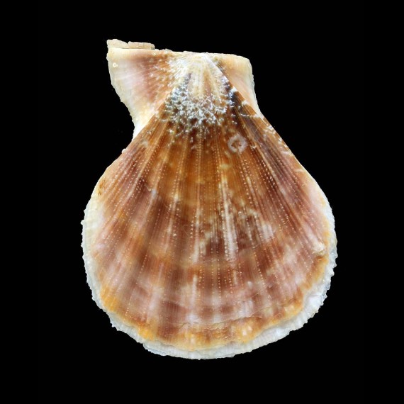 wardiana 58,2mm BIG