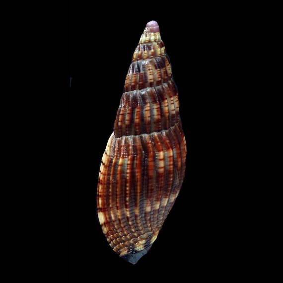 solangeae 56,2mm DARK
