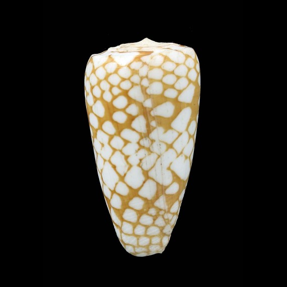 cordigera 45,5mm