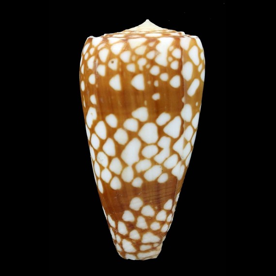 cordigera 41,8mm