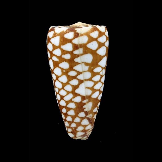 cordigera 47,0mm