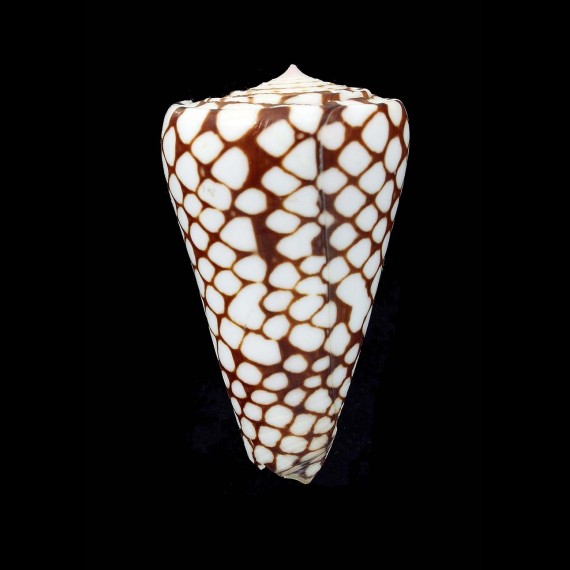 marchionatus 58,0mm BIG