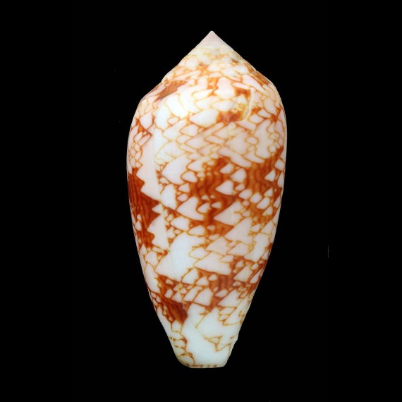 textile sirventi 78,0mm BIG
