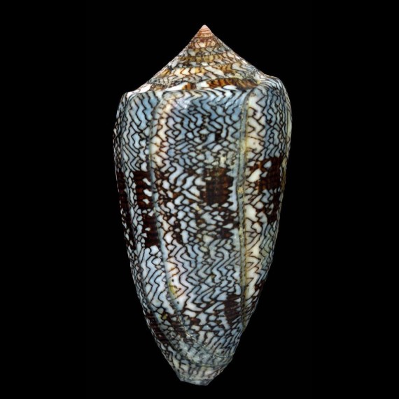 archiepiscopus pyramidalis 86,5mm