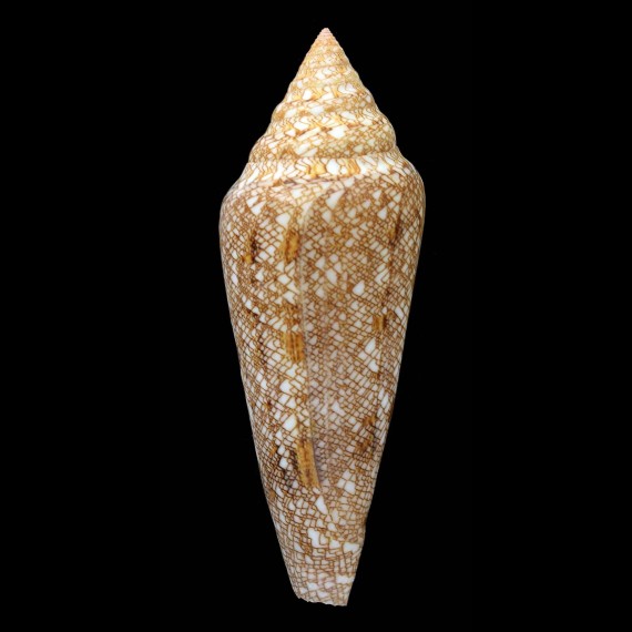 gloriamaris 102,3mm INDONESIA