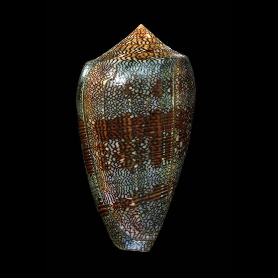 textile eumitus 81,2mm BIG