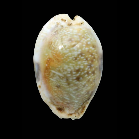 erosa similis 46,2mm