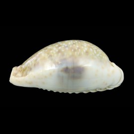 erosa similis 46,2mm