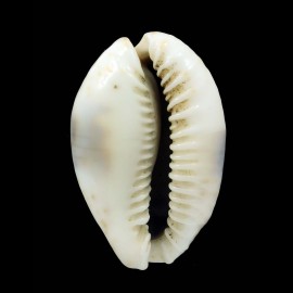 erosa similis 46,2mm