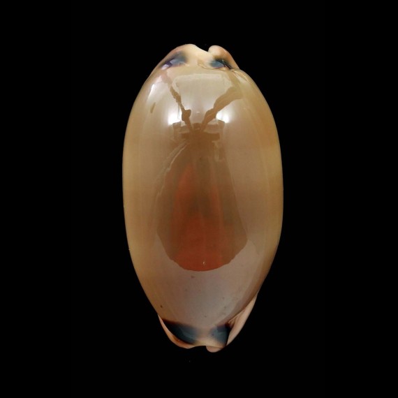 pulchra 51,1mm