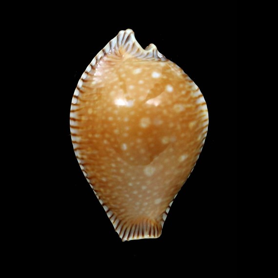 guttata surinensis 42,5mm DWARF