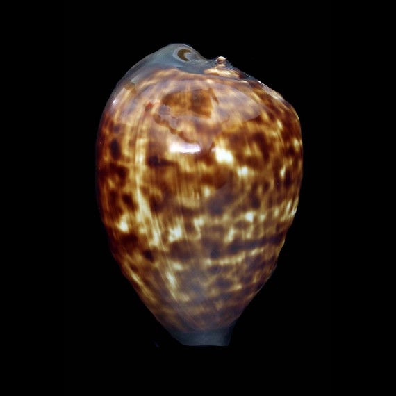decipiens 59,3mm BIG