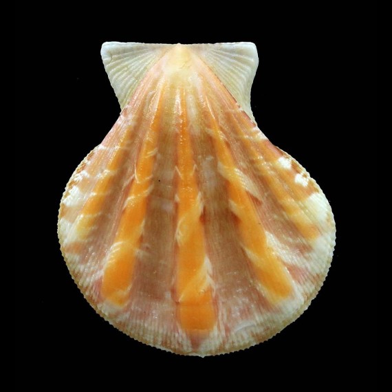 plica 37,6mm
