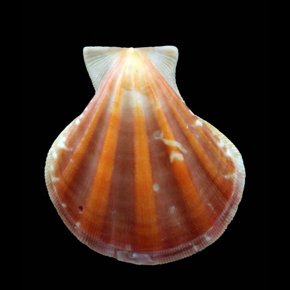 plica 43,5mm