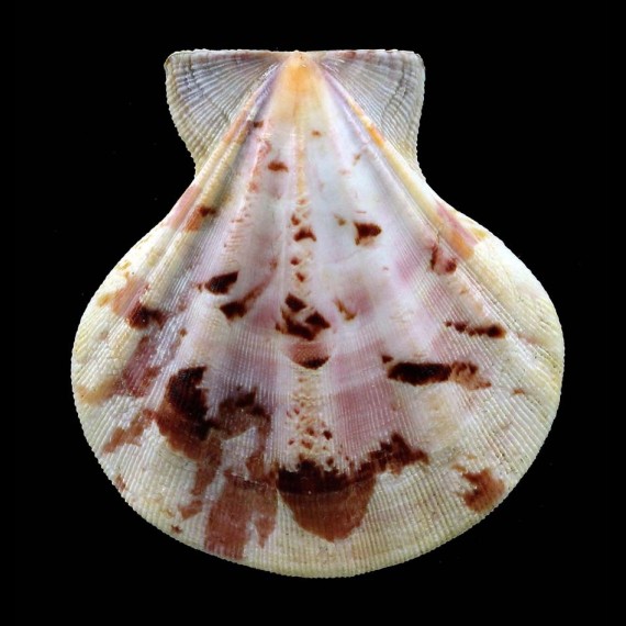 plica 53,0mm big