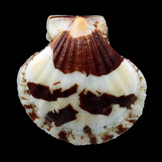 amiculum 40,0mm