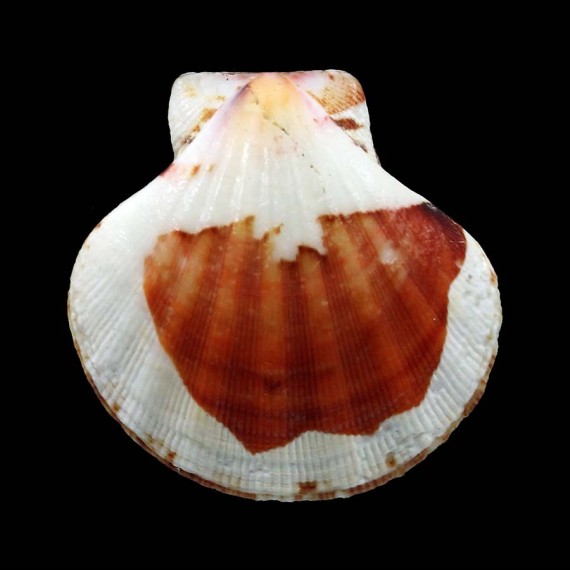 amiculum 40,4mm SUPERB