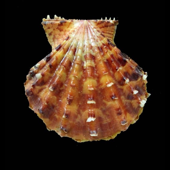 yaroni 52,4mm BIG