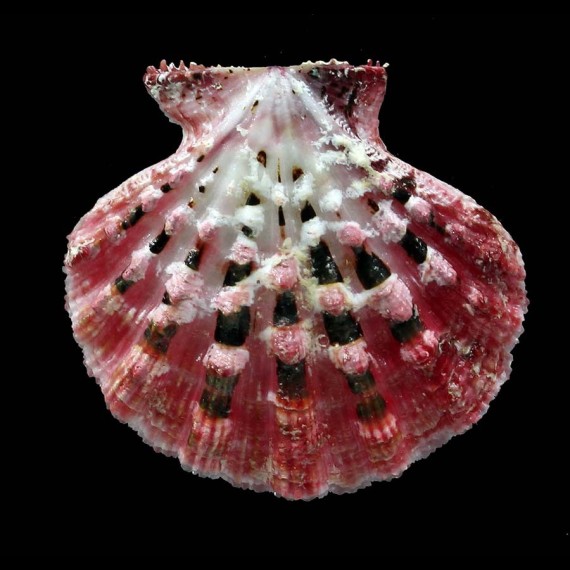 moluccensis 36,5mm SUPERB