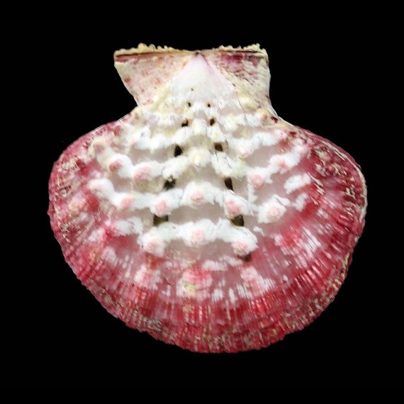 moluccensis 43,0mm big