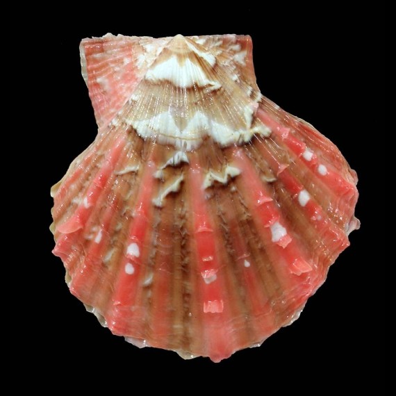 squamata 50,3mm