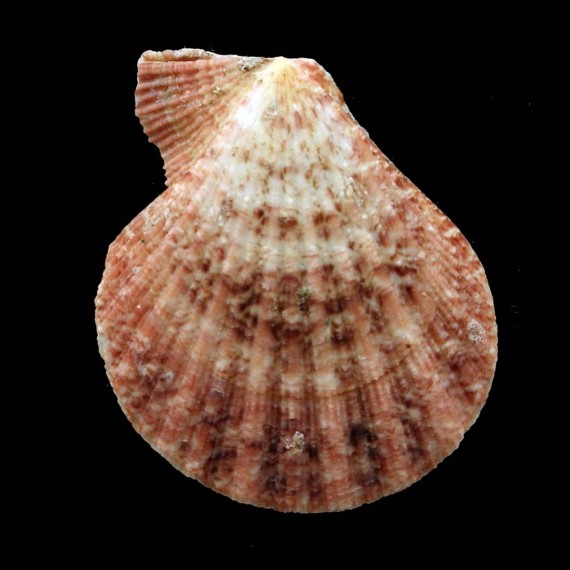 fulvicostatum 43,2mm