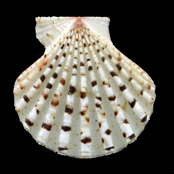 histrionica 40,1mm BIG