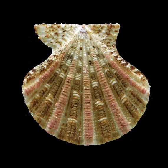 spectabilis 28,4mm